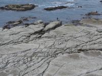 Albums/20060200-New Zealand 2006/20060318-Kaikiura/28